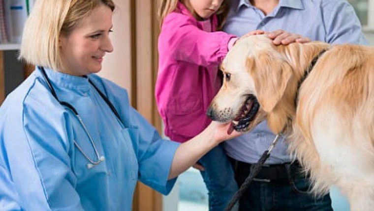 El estudio Veterinaria 2030 avanza con el inicio de las encuestas a los clínicos de pequeños animales y propietarios de mascotas