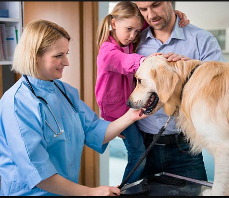 El estudio Veterinaria 2030 avanza con el inicio de las encuestas a los clínicos de pequeños animales y propietarios de mascotas
